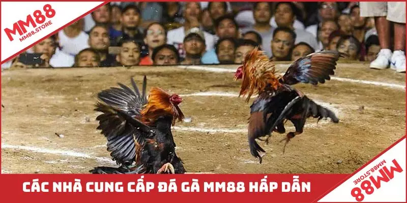 Các nhà cung cấp đá gà MM88 hấp dẫn