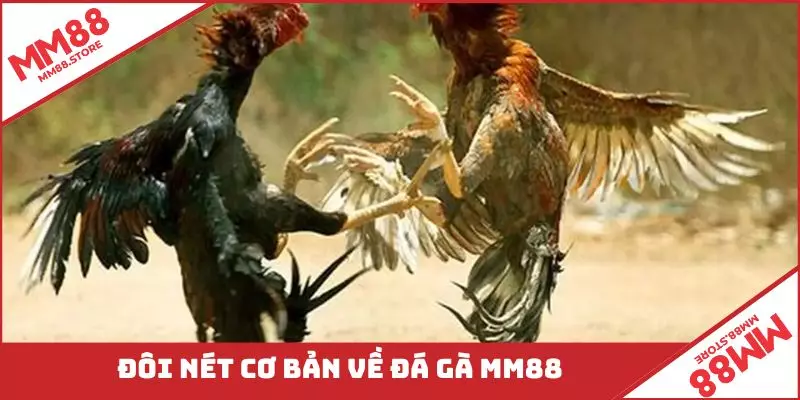 Đôi nét cơ bản về đá gà MM88